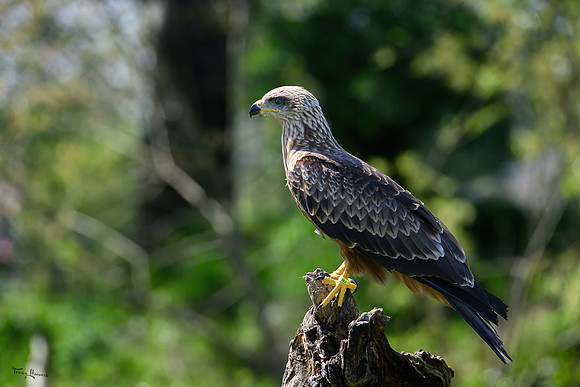 valk_roofvogels_TH_0429