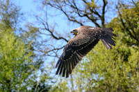 valk_roofvogels_TH_0430