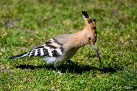 valk_roofvogels_TH_0431