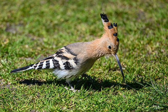 valk_roofvogels_TH_0431