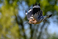 valk_roofvogels_TH_0432