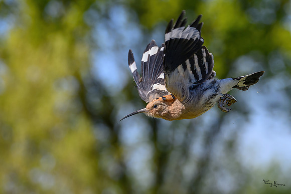 valk_roofvogels_TH_0432