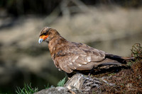 valk_roofvogels_TH_0434