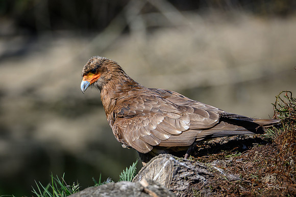 valk_roofvogels_TH_0434