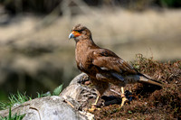 valk_roofvogels_TH_0433