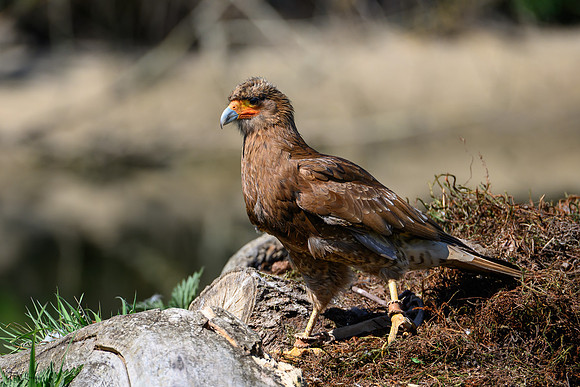 valk_roofvogels_TH_0433