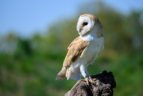 valk_roofvogels_TH_0435