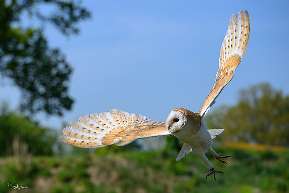 valk_roofvogels_TH_0438