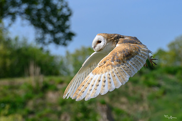 valk_roofvogels_TH_0439