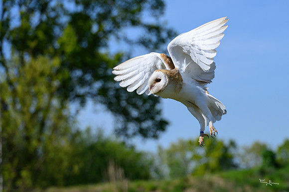 valk_roofvogels_TH_0437