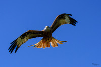 valk_roofvogels_TH_0426