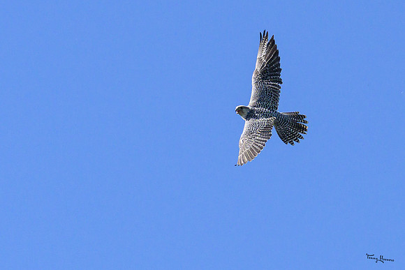 valk_roofvogels_TH_0442