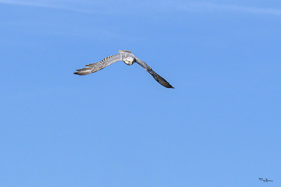 valk_roofvogels_TH_0443