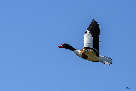 valk_roofvogels_TH_0441