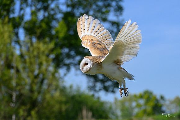 valk_roofvogels_TH_0440