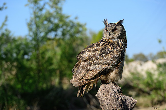 valk_roofvogels_TH_0448