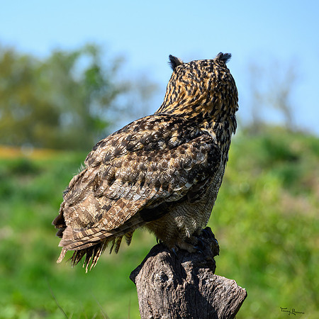 valk_roofvogels_TH_0447