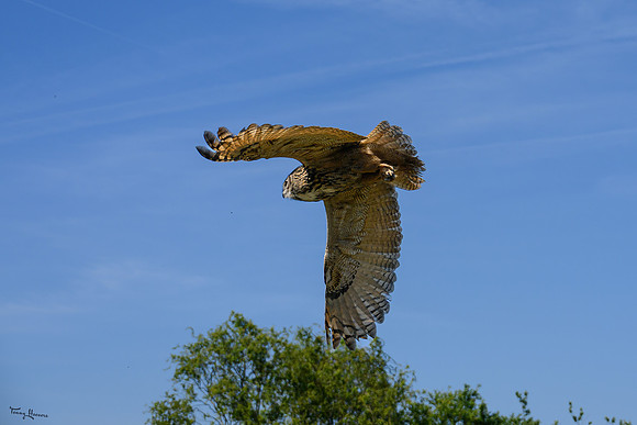 valk_roofvogels_TH_0451