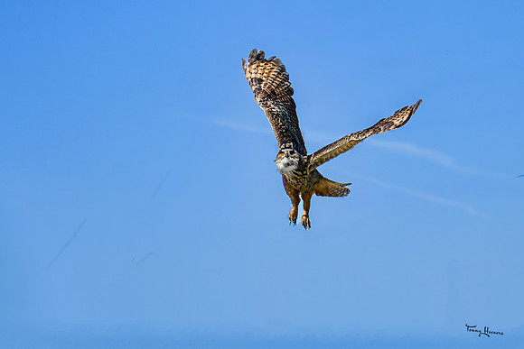 valk_roofvogels_TH_0452