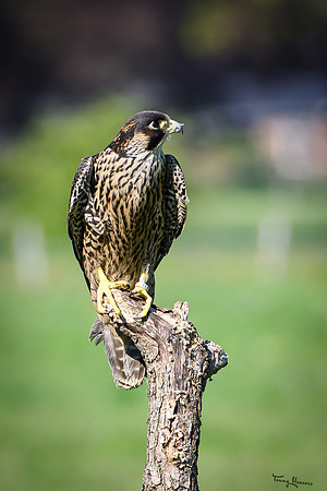 valk_roofvogels_TH_0458