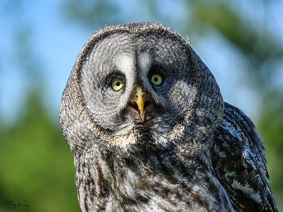 valk_roofvogels_TH_0456