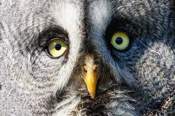 valk_roofvogels_TH_0457