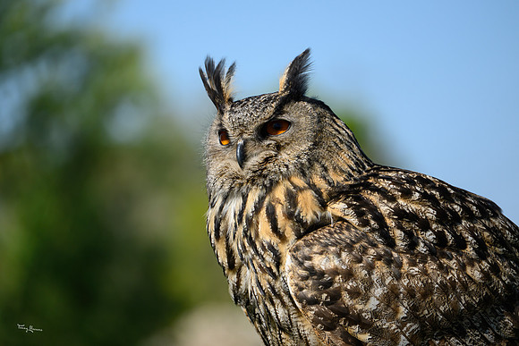 valk_roofvogels_TH_0450