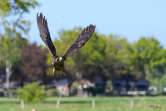 valk_roofvogels_TH_0459