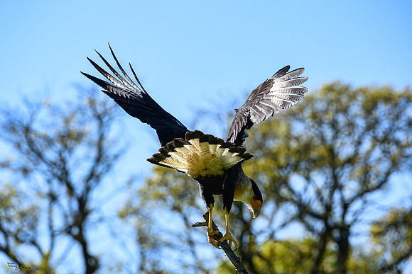 valk_roofvogels_TH_0461