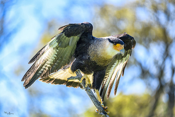 valk_roofvogels_TH_0462
