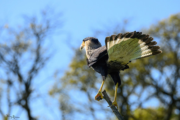 valk_roofvogels_TH_0460
