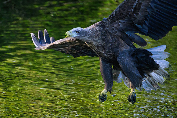 valk_roofvogels_TH_0463