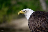 valk_roofvogels_TH_0417