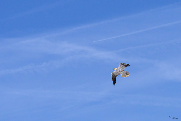 valk_roofvogels_TH_0444