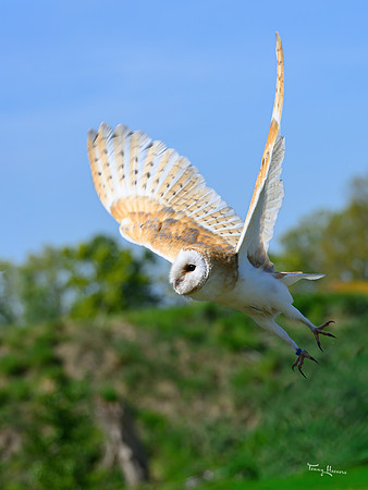 valk_roofvogels_TH_0436