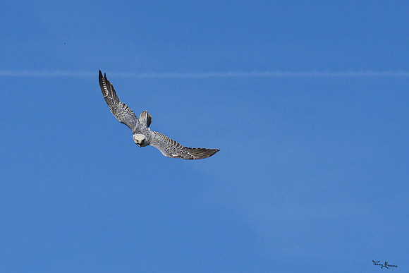 valk_roofvogels_TH_0445