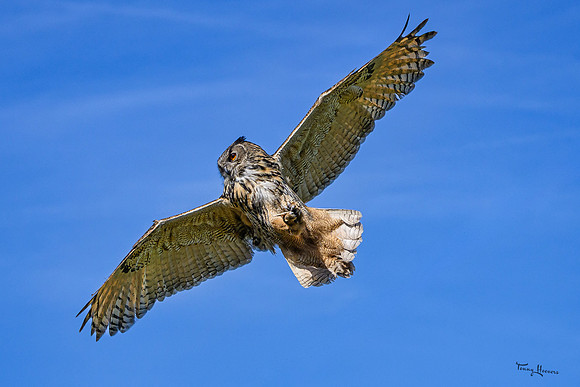 valk_roofvogels_TH_0453
