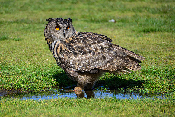 valk_roofvogels_TH_0455