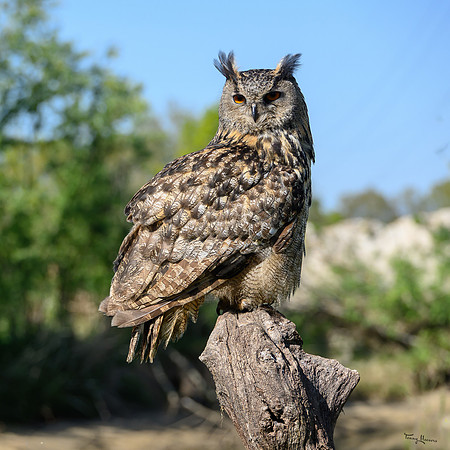 valk_roofvogels_TH_0449