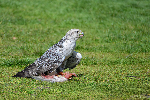 valk_roofvogels_TH_0446