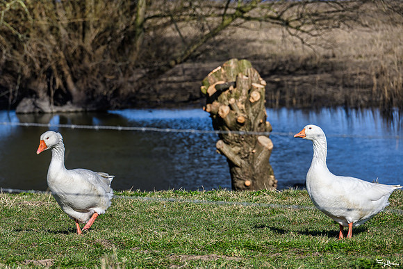 deventer_TH_0417
