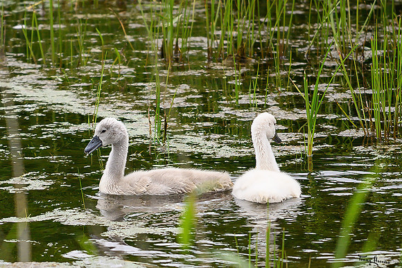 zevenhuizerplas_TH_1307