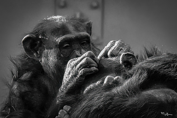 burgerszoo_TH_0031
