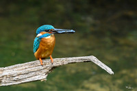 kingfisherhouse_TH_0848