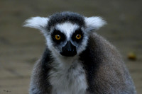 apenheul_TH_1102