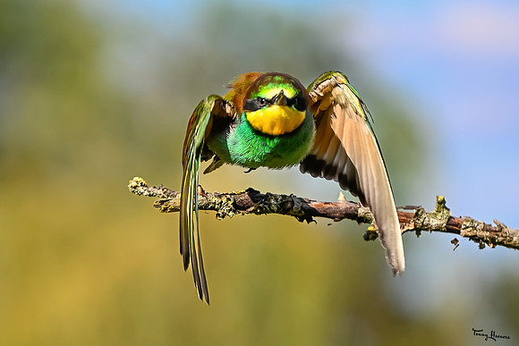 valk_roofvogels_TH_1733