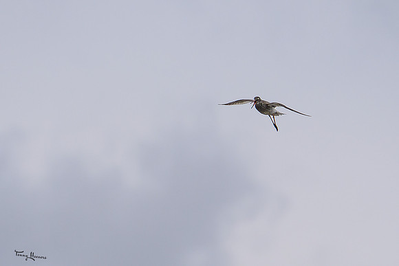lingezegen_TH_0823