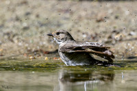 enterveenhut_TH_0482