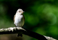 enterveenhut_TH_0479