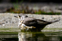 enterveenhut_TH_0481